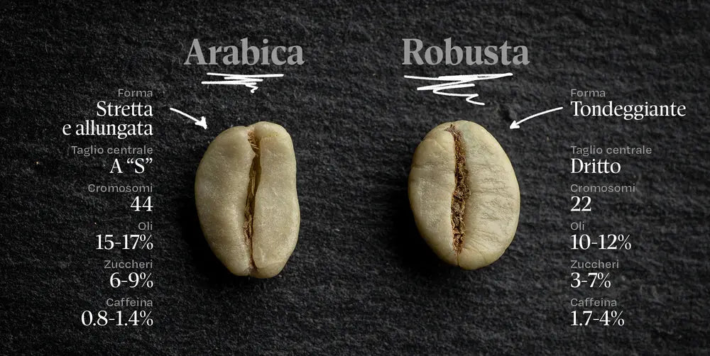 ARABICA O ROBUSTA: QUALE SCEGLIERE? - Ital Cialde